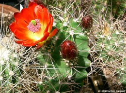 Echinocereus coccineus